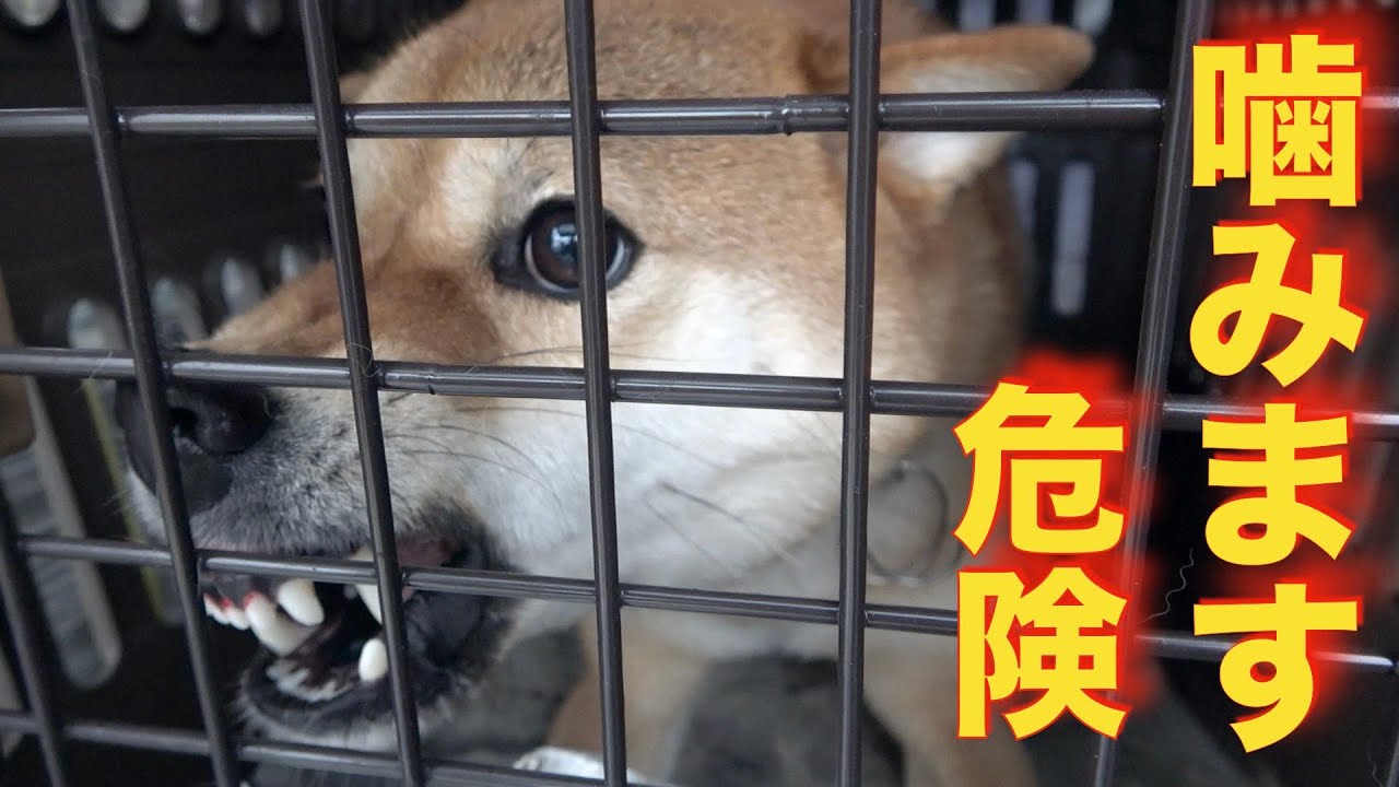 【凶暴】噛む柴犬を引き取りました迎え入れ Youtube 