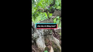 những video cây cảnh đẹp của các nhà vườn 0386700914 giao luư các loại cây cảnh