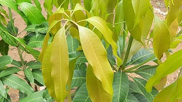 Kỹ thuật cắt cành, tạo tán xoài ngay từ giai đoạn cây con