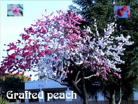 Grafted peach