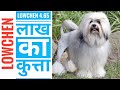 LOWCHEN 4.65 LAKH KA DOG./दुनिया का सबसे महंगा कुत्ता. #short. #doglowchen. #aajkafact.