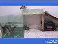 Homemade water rat trap from glass tank effective mouse trap best electric mouse trap 12v battery