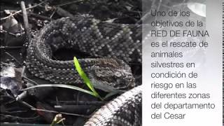 Producción suero antiofídico serpiente Cascabel - Fundación Hidrobiológica George Dahl