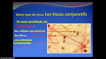 Quels sont les différents tissus du corps humain ?