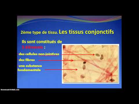 Vidéo: Anatomie, Fonction Et Diagramme Des Tissus Conjonctifs Du Genou - Cartes Corporelles