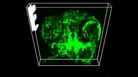 3D z stack confocal zebrafish