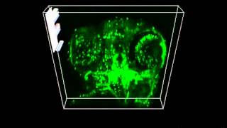 3D z stack confocal zebrafish