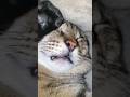 猫はこたつで丸くはならない説。#cat #猫 #shorts