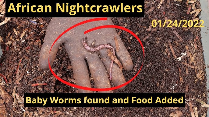 African Nightcrawlers - Heating Mat Helps Worms 01/12/2022 