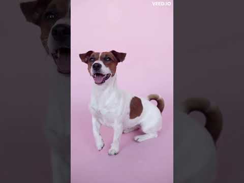 Video: Datos divertidos sobre todos los tipos de perros