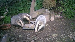 Baby badgers at the feeding station