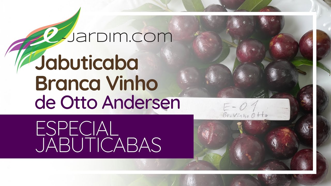 Jabuticaba Branca Vinho da Coleção Otto Andersen - Especial Jabuticabas