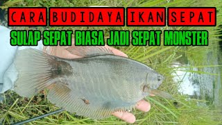 Cara Budidaya Ikan Sepat Agar Menjadi Ukuran Monster Jumbo