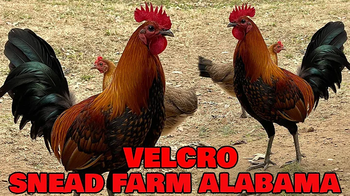 Beautiful Red and Black Velcro - Snead Farm Alabam...