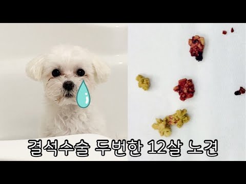 결석수술을 두번한 12살 노견 관리 / 강아지 결석수술 후 관리 방법 🐶