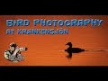 Bird photography at the lake Krankensjön, Sweden