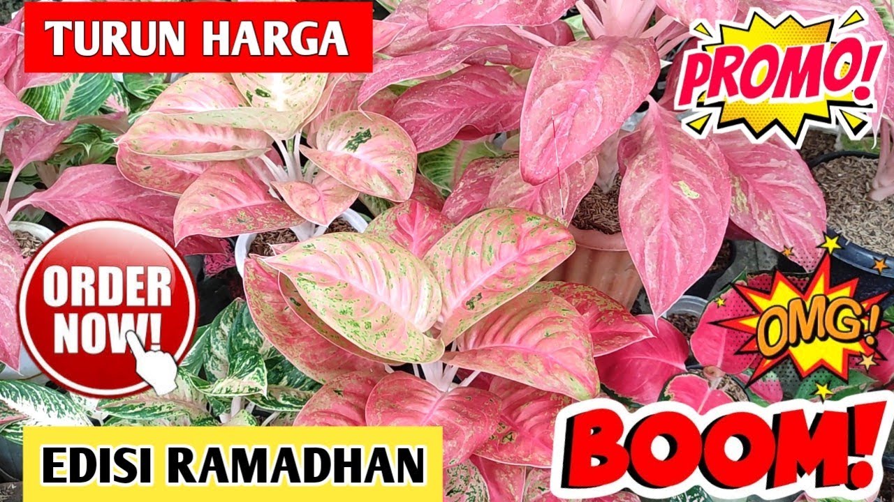 TURUN HARGA‼️ Edisi Ramadhan, Aglonema harga Spesial ~ 127