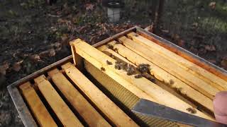 Blue Sky Bee Supply: Emergency patty review! You and the hive will  bee glad you did!