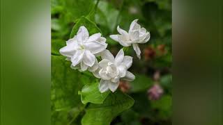 Jasminum Sambac - Music - Blossomlikearose-Loving Herbs Tea Spices