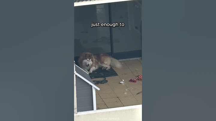 They Left Their Dog Alone on the Top Floor Balcony for Days 💔