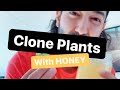 Clone Plants Using Honey | Garden Hack