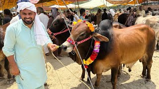 Cow Mandi Rates in Village Side | Bakra Mandi | Qurbani ke Janwar Ki Khredari 🐄