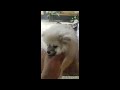 Homeservive grooming at placer masbate   before after  baby pomeranian 1st grooming