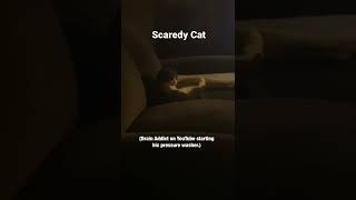 Scaredy cat. #comedy #cat #kitty #catvideo #pet #cute # #lol #laugh #neko