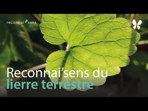 Vidéo: Can You Eat Creeping Charlie Plants – Cueillir et préparer du lierre terrestre comestible