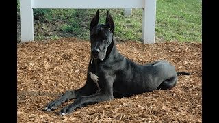 Great Dane Powerful Giant Breed by Lovers of Dogs 33,243 views 6 years ago 3 minutes, 24 seconds