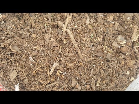 Video: Mantillo de otoño para plantas - Consejos para cubrir las plantas con mantillo en otoño