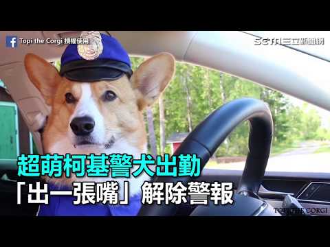 超萌柯基警犬出勤　「出一張嘴」解除警報｜三立新聞網SETN.com