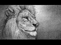 How to Draw a Lion Portrait