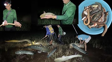 Vô mánh kích cá quá trời luôn cả nhà ơi cá lóc và lươn nhiều quá @utdeodongthap 