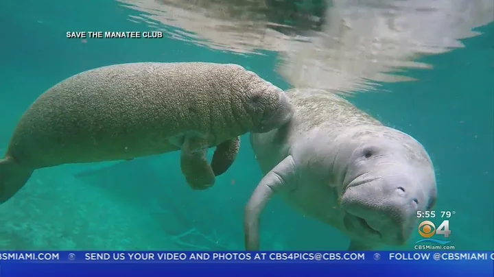 Scientists Sounding Alarm Over Unusually High Number Of Manatee Deaths
