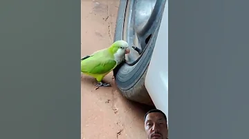 What Y All Teaching These Pets 