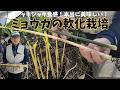 【ミョウガの軟化栽培】簡単で美味しいミョウガタケの作り方|収穫方法 2026/4/19 4/24 5/7
