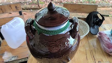 Ngâm Rượu Chuối Rừng : Cách Ngâm Rượu Chuối Hột Rừng Chín Tươi Của Đen