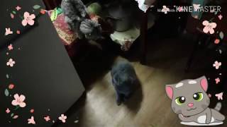 Настойчивый кот! Сколько нужно получить по мордашке,чтобы добиться результата?!+18 Настойчивый кот! Сколько нужно получить по мордашке,чтобы добиться результата?!+18