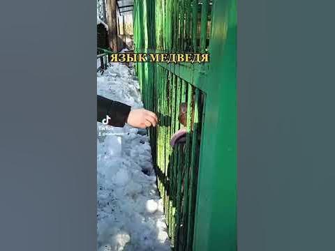 Язык медведя - YouTube