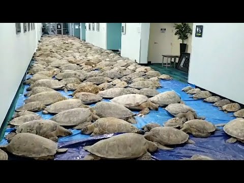 Race to save cold-stunned sea turtles from Texas coastlines