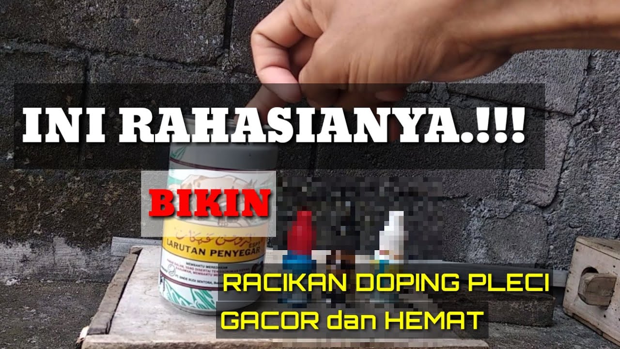 WAJIB TAU..!!!! RAHASIA MERACIK DOPING PLECI BIKIN GACOR LENGKAP DENGAN CARA TAHAP TAHAPNYA.
