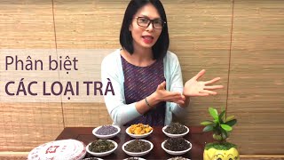 Cách Phân Biệt Các Loại Trà: Trà Trắng, Vàng, Xanh, Oolong, Đen, Puerh và Trà Hoa