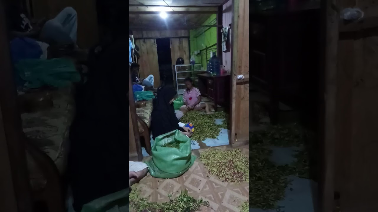 Panen Cengkeh (Syzygium aromaticum) di Tolitoli, Sulawesi Tengah 🌿🌸