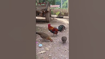 saib qaib dib tuaj zoo nawj