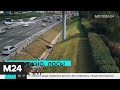 Москвичам объяснили появление лосей на дорогах - Москва 24