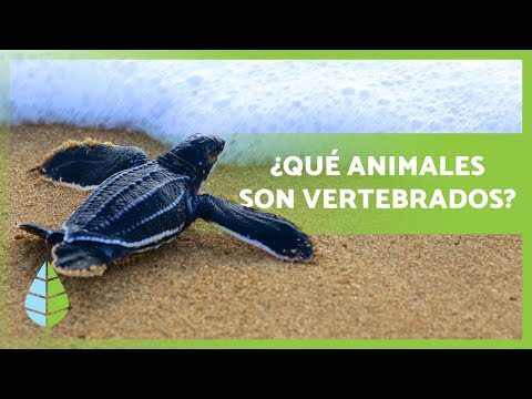 Video: Grupos ecológicos animales: clasificación y ejemplos