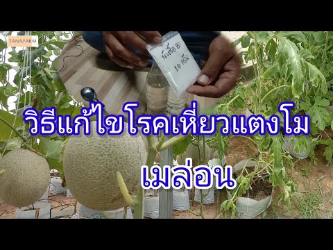 วีดีโอ: แตงโมมีก้นสีดำ - ทำไมแตงโมถึงเน่าอยู่ด้านล่าง