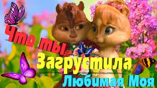 Нет На Свете Милая 💋 Таких Как Ты Любимая ❤ Ну Очень Мило Просто Слов Нет 💞 Бурундучки С Любовью 💋