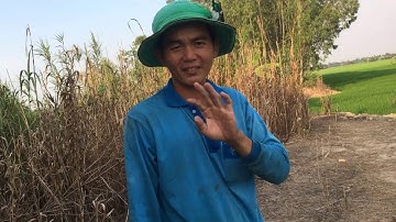 #BẫyRắnĐồngTháp #Tập142 bắt rắn bằng lưới anh nông dân đi dặm lúa ghé thăm dính hổ ngựa khủng